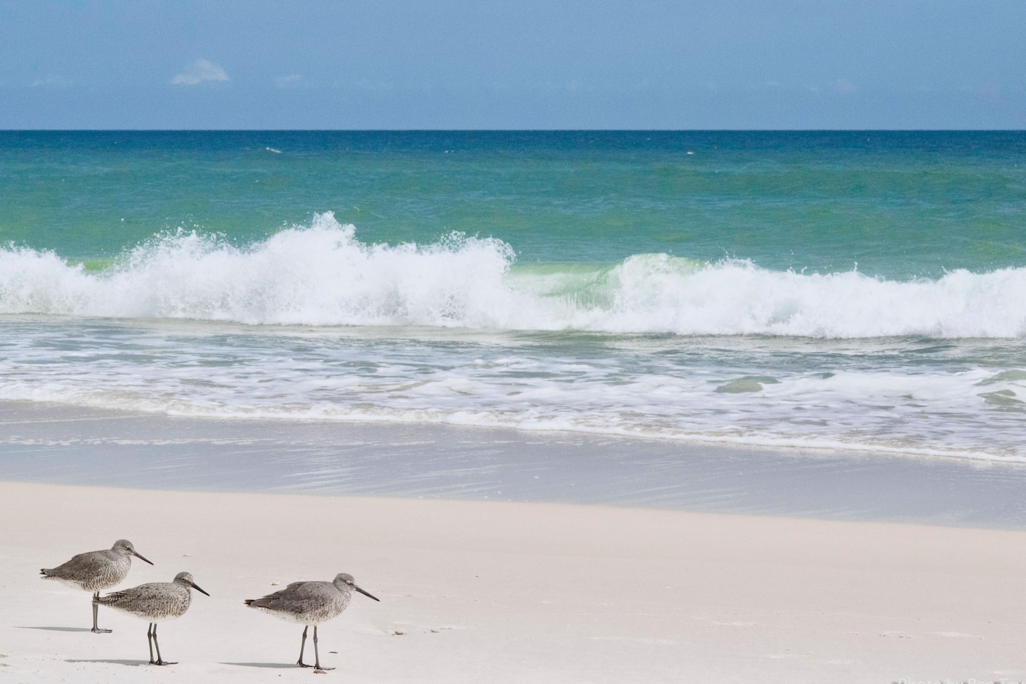 Shoreline and shorebirds