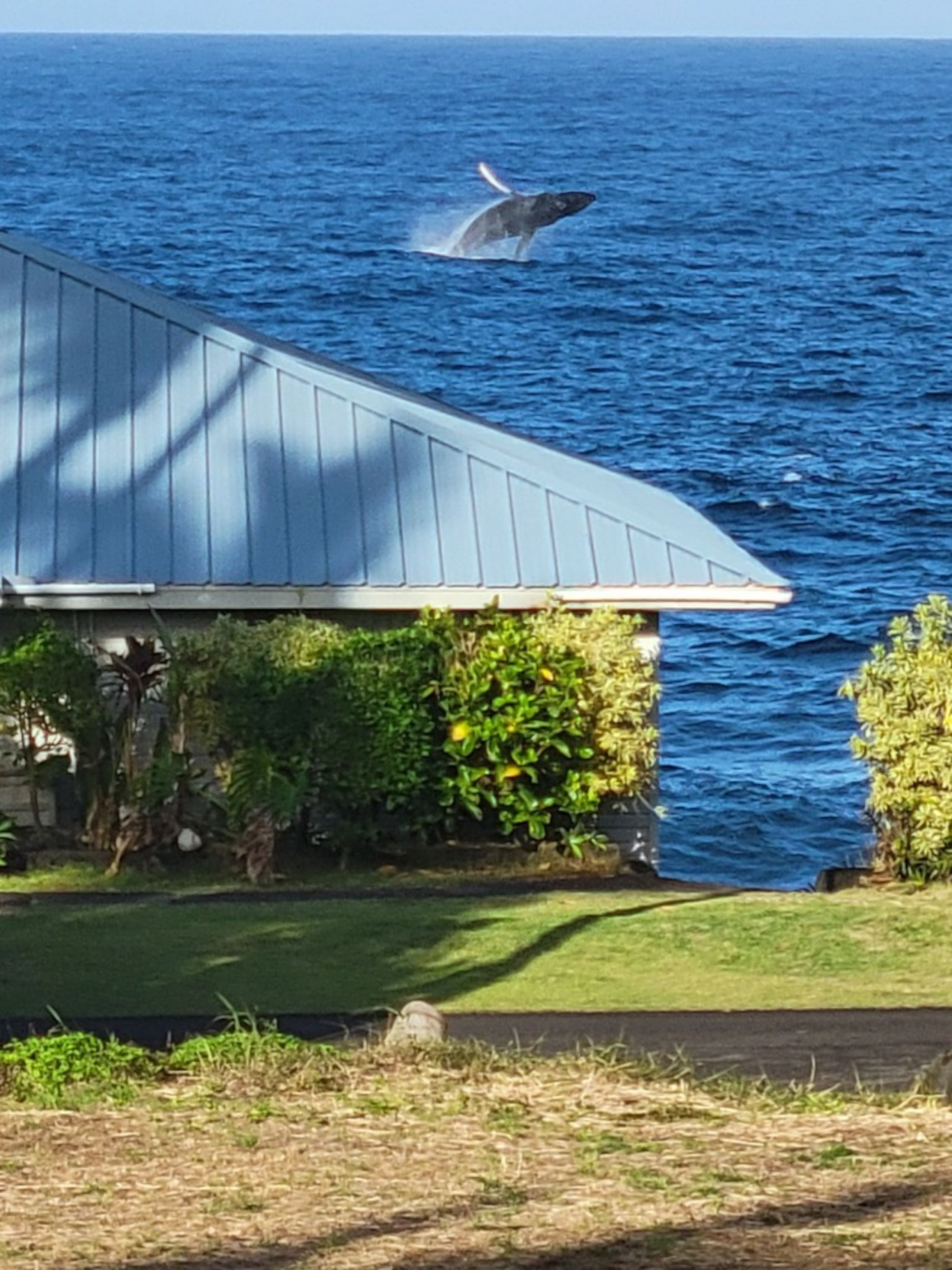 Home in Pahoa · ★4.9 · 1 bedroom · 2 beds · 1 private bath - Image 16