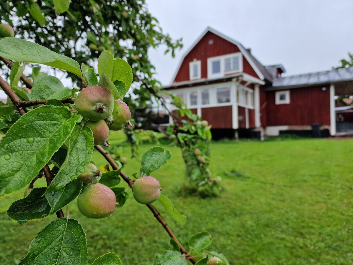 A branch of young apple fruit is featured in the foreground, showcasing its soft green hue with droplets of water. In the background, a red wooden house is visible, complemented by a green lawn that offers a serene outdoor setting.