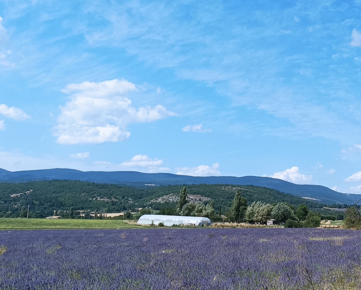 A wide expanse of lavender fields stretches across the foreground, showcasing vibrant purple hues under a clear blue sky. Rolling hills rise in the distance, dotted with greenery, while fluffy white clouds add texture to the serene atmosphere.