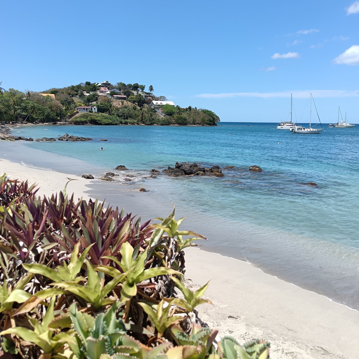 A serene beach scene is depicted, featuring soft sandy shores meeting clear blue water. Lush coastal plants in the foreground frame the view, while gentle waves lap against the rocks. In the distance, boats are anchored near a hillside dotted with residential buildings.