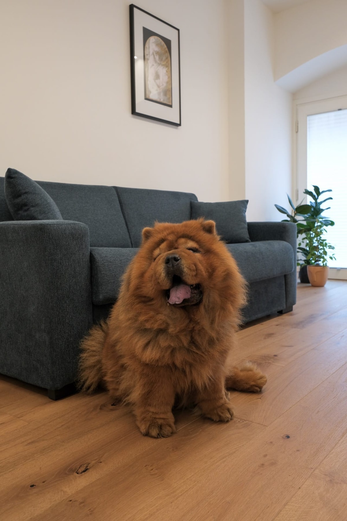 A cozy living area is visible, featuring a comfortable blue sofa against a light wall. A friendly, fluffy dog sits on the wooden floor, adding a welcoming touch. A green plant in a pot stands beside the sofa, suggesting a vibrant indoor environment.