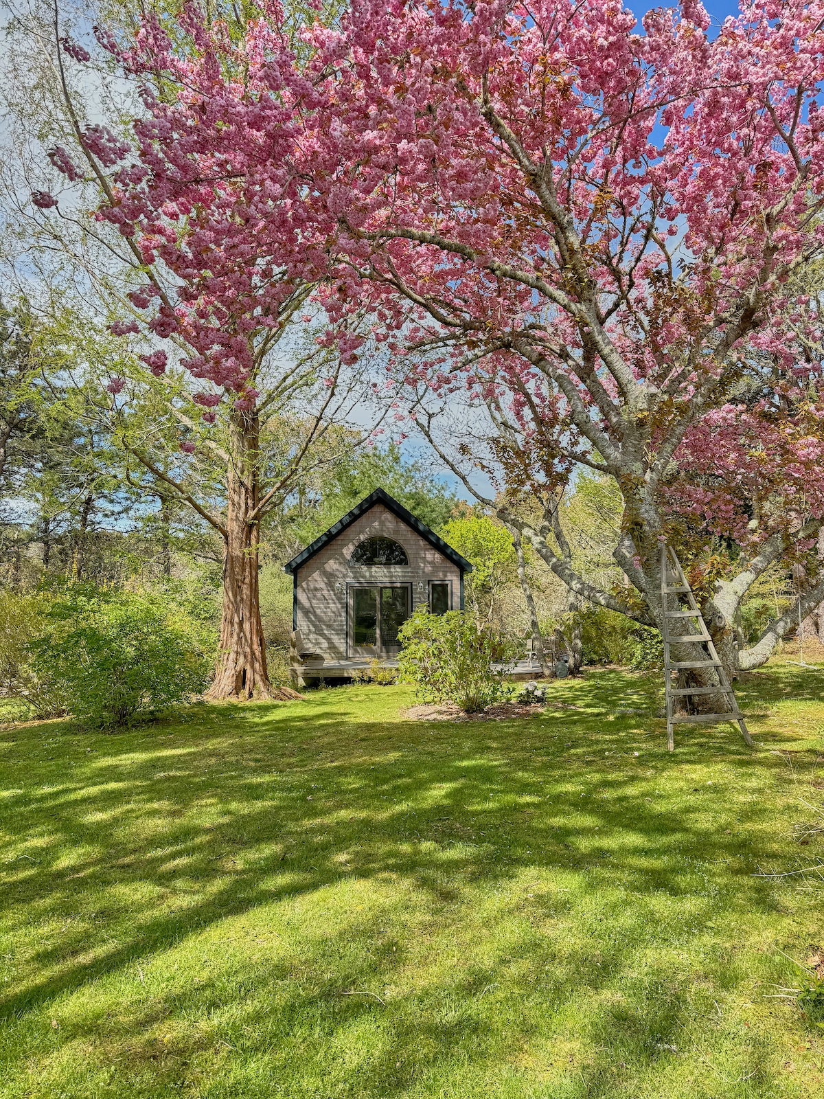A charming garden studio is nestled under a canopy of pink flowering trees, surrounded by lush green grass. A ladder leans against one of the trees, enhancing the natural landscape, while the studio's large windows reflect the vibrant colors of spring.