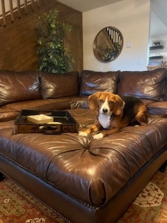 A spacious brown leather sectional couch occupies the living area, featuring a decorative tray on the center. A beagle reclines comfortably on the couch, with a green plant and a circular wall mirror visible in the background.