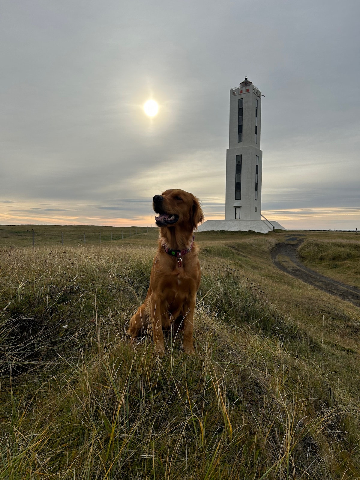 A golden retriever sits on a grassy hill, gazing upward. In the background, a tall lighthouse with a white and black facade is visible against a cloudy sky, illuminated by the sun. A winding path leads toward the lighthouse.