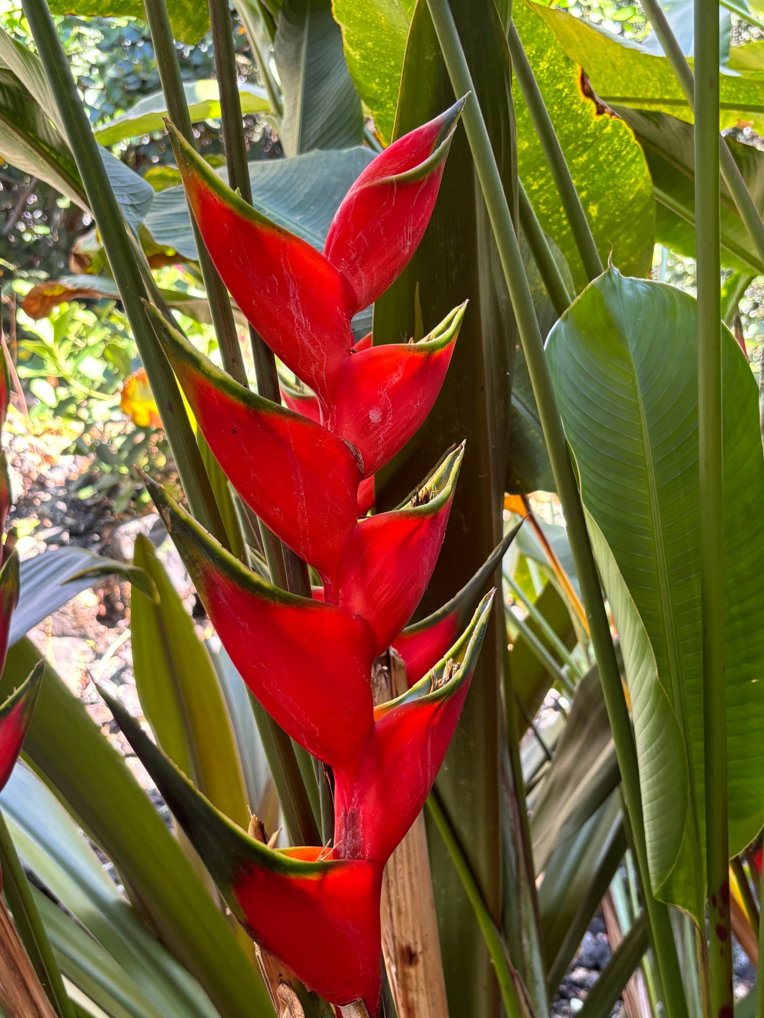 Hidden Gem with Aloha Spirit - Photo 19