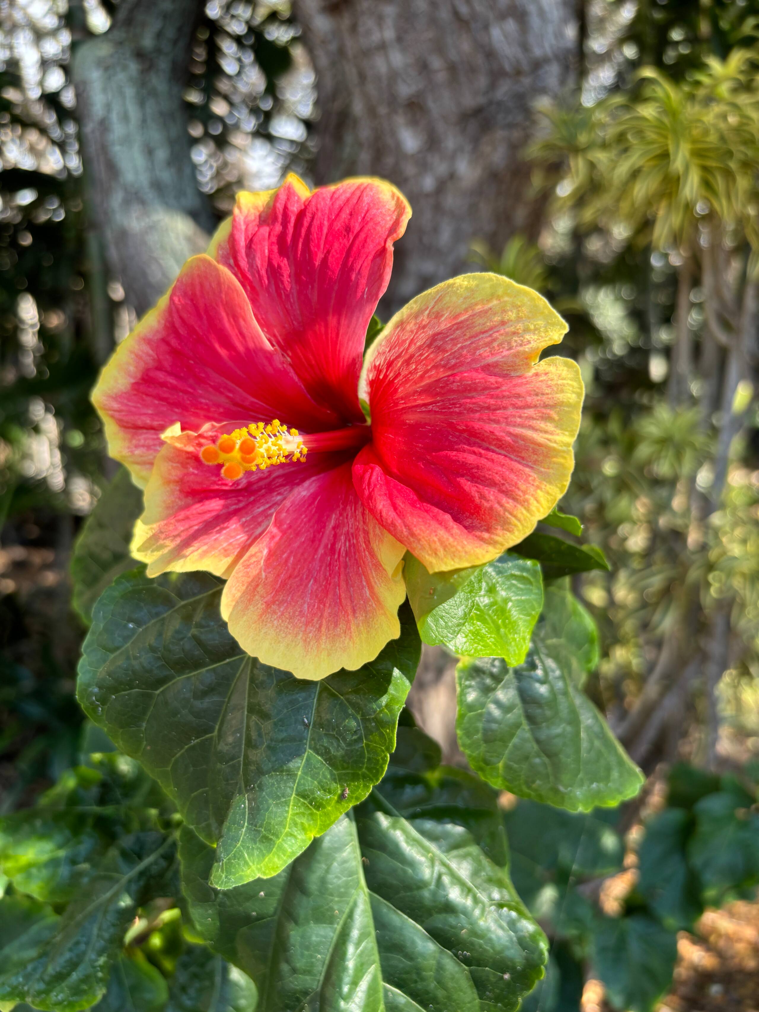 Hidden Gem with Aloha Spirit - Photo 20