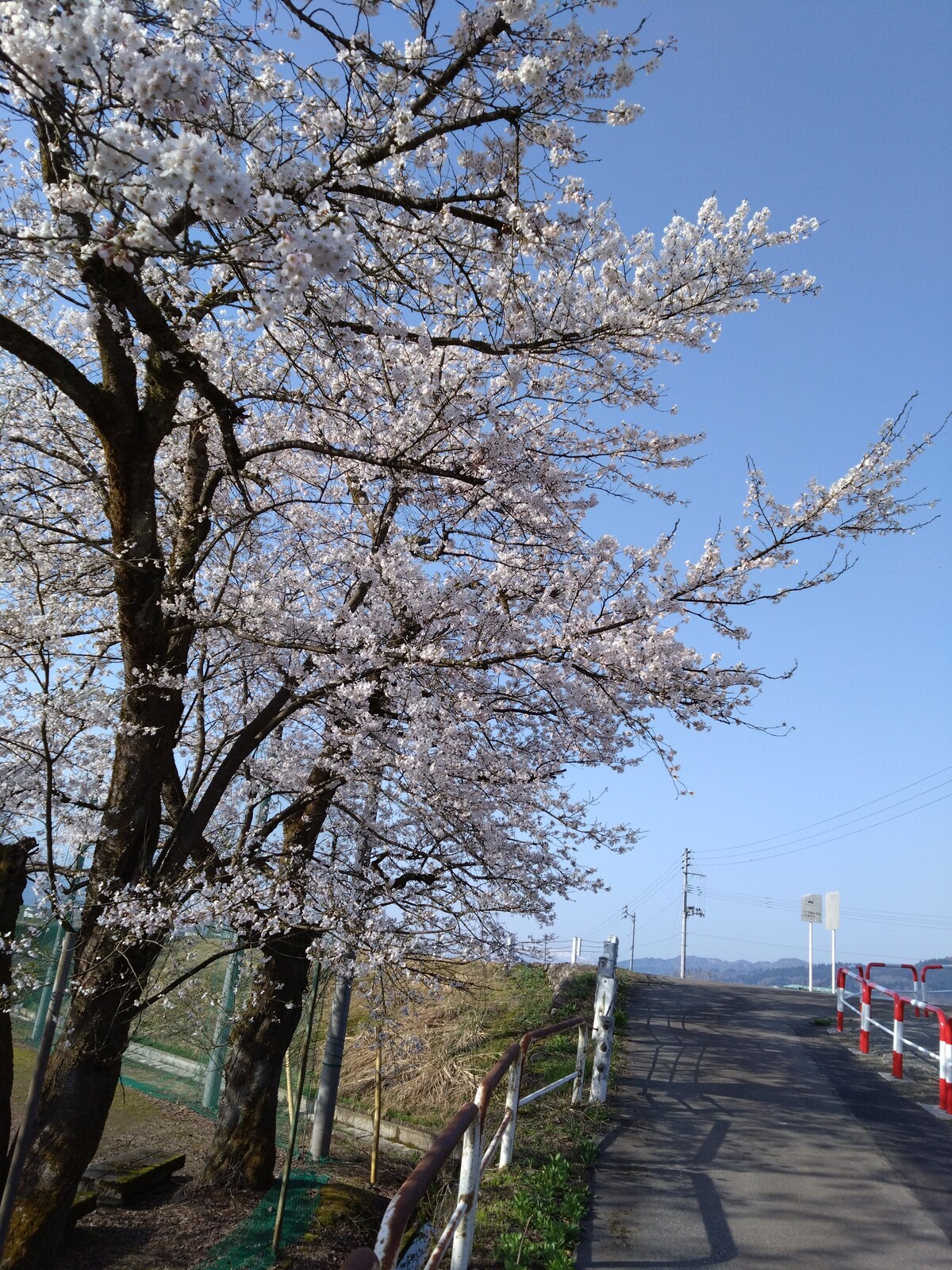えありー様　予約分　魚沼