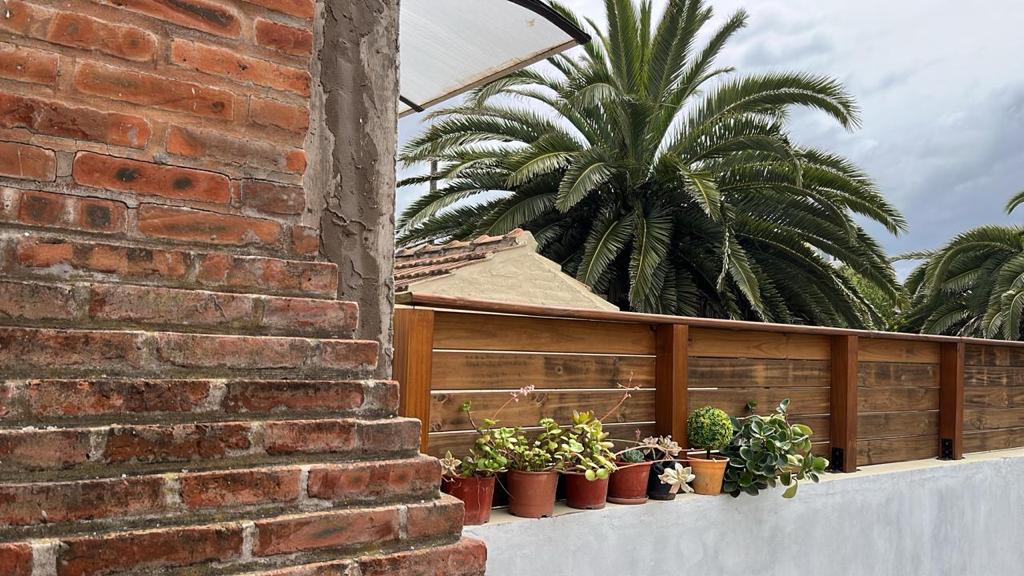 A brick wall provides texture next to a wooden fence, which houses several potted plants. Lush palm trees are visible beyond the fence, contributing to a tropical ambiance. The sky appears overcast, adding a calm atmosphere to the outdoor space.