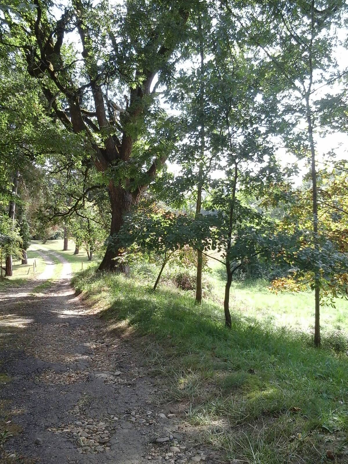 Un chemin de gravier bordé d'arbres verdoyants dans un cadre naturel ensoleillé.