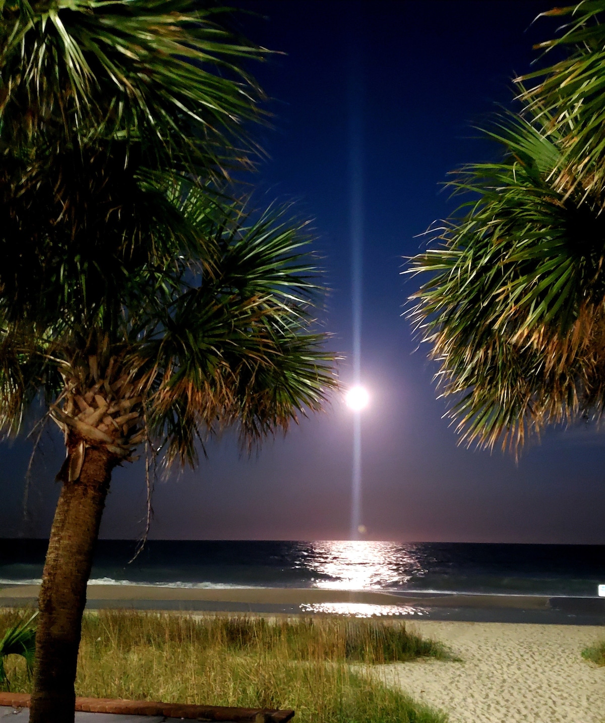 The image captures a serene beach scene at night, where a full moon reflects on the ocean's surface. Silhouetted palm trees frame the view, highlighting the calm waves lapping at the shore under a starlit sky.