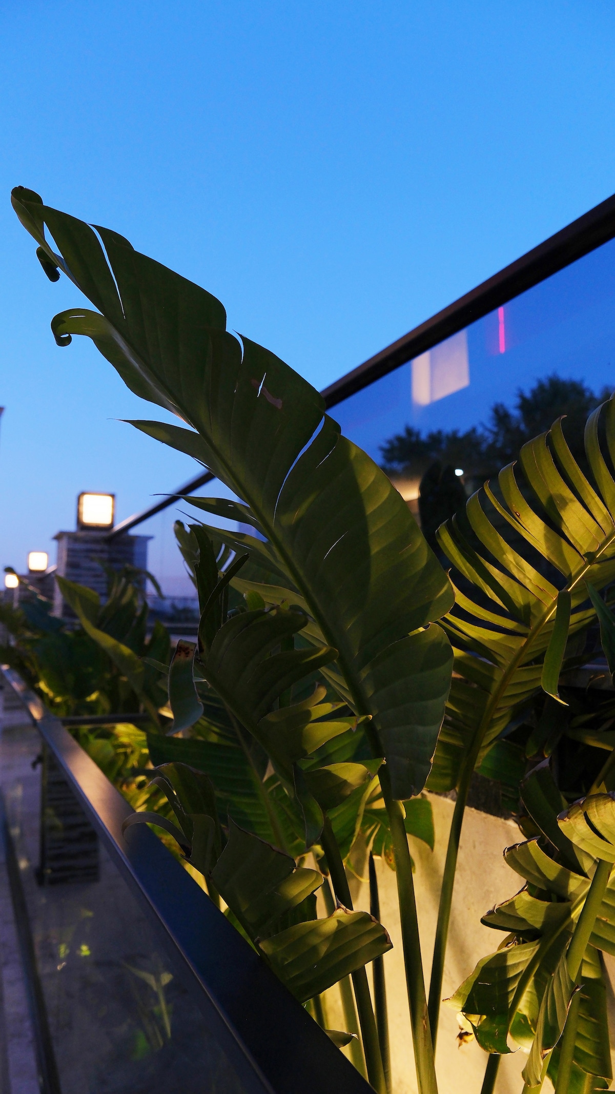 Tall green plants are illuminated softly, creating a calming atmosphere. The plants are positioned along a sleek railing, with a backdrop of a deepening blue sky as evening approaches. Subtle lighting enhances the natural beauty of the foliage.