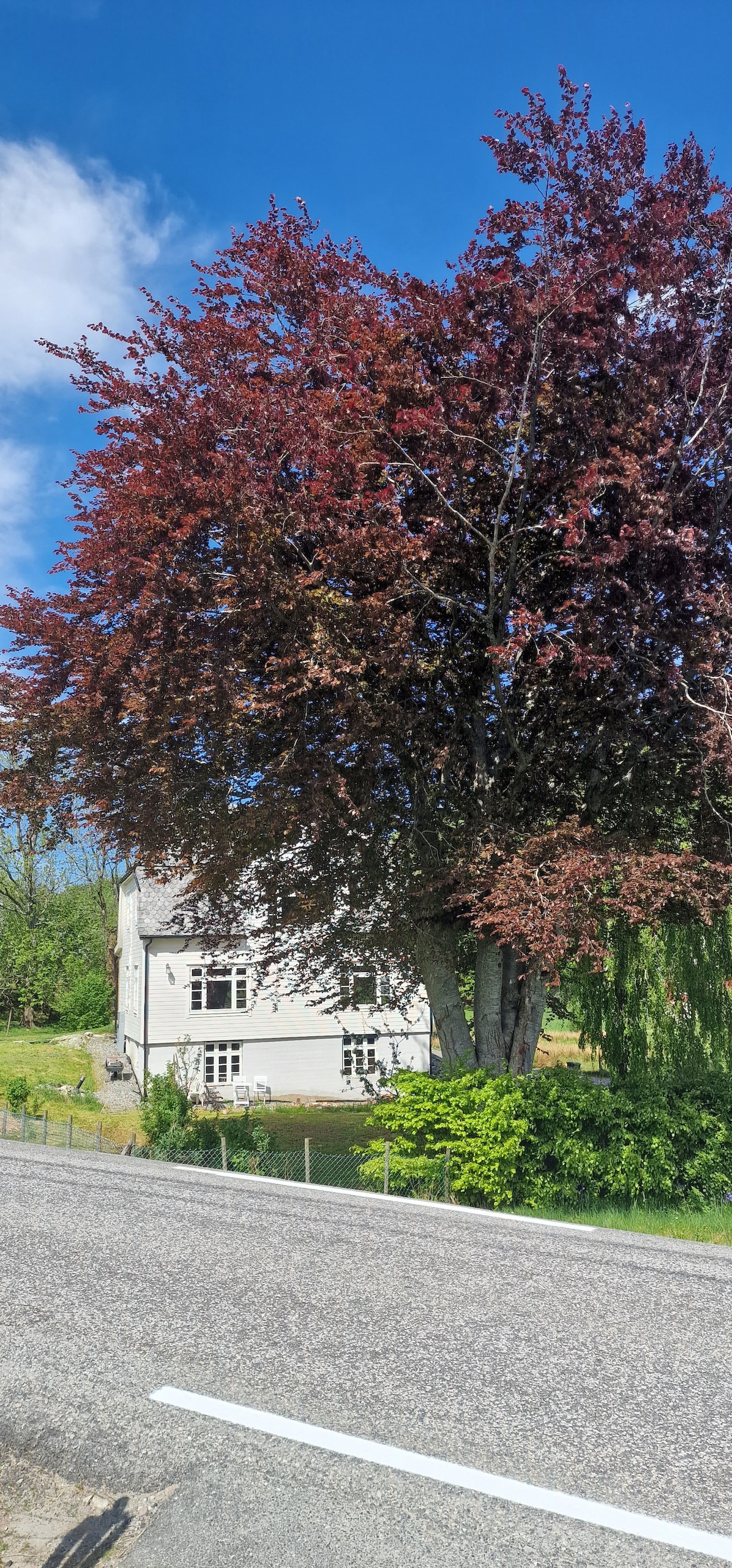 The exterior of a two-story house is visible, framed by a large red-leafed tree. The house features multiple windows and a rural backdrop, with greenery surrounding the property. A paved road runs in front, leading to the inviting landscape beyond.