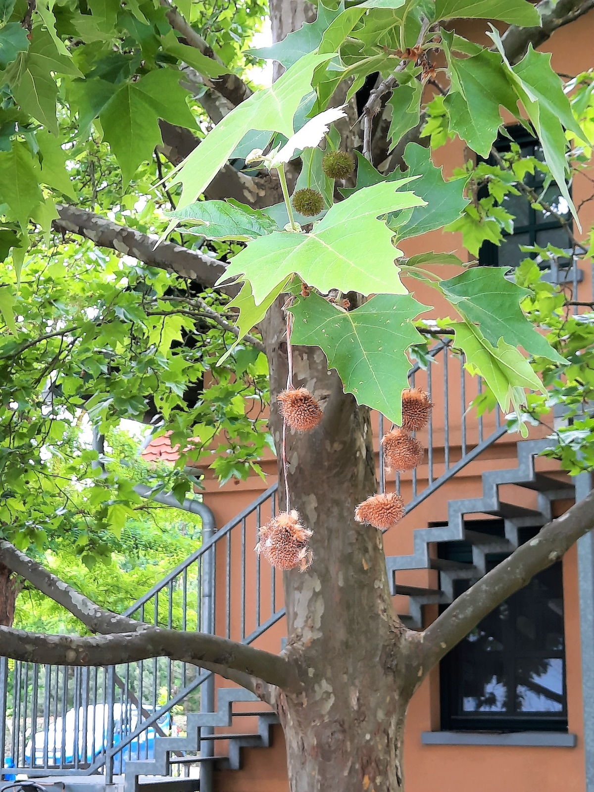 A large tree with broad green leaves is displayed beside a building. The bark features a textured appearance, and clusters of round, brown seed pods hang from its branches. A staircase with metal railings is visible, leading up to a windowed structure in the background.