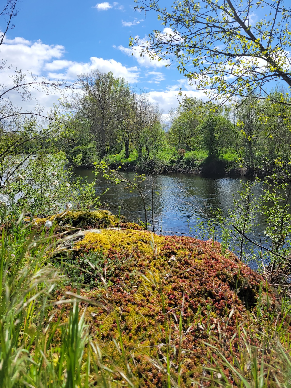 A serene river landscape is depicted, featuring lush greenery along the riverbank. Bright moss covers a rock in the foreground, with gentle ripples visible on the water's surface. Sunlight filters through the trees, creating a tranquil atmosphere enhanced by the natural surroundings.