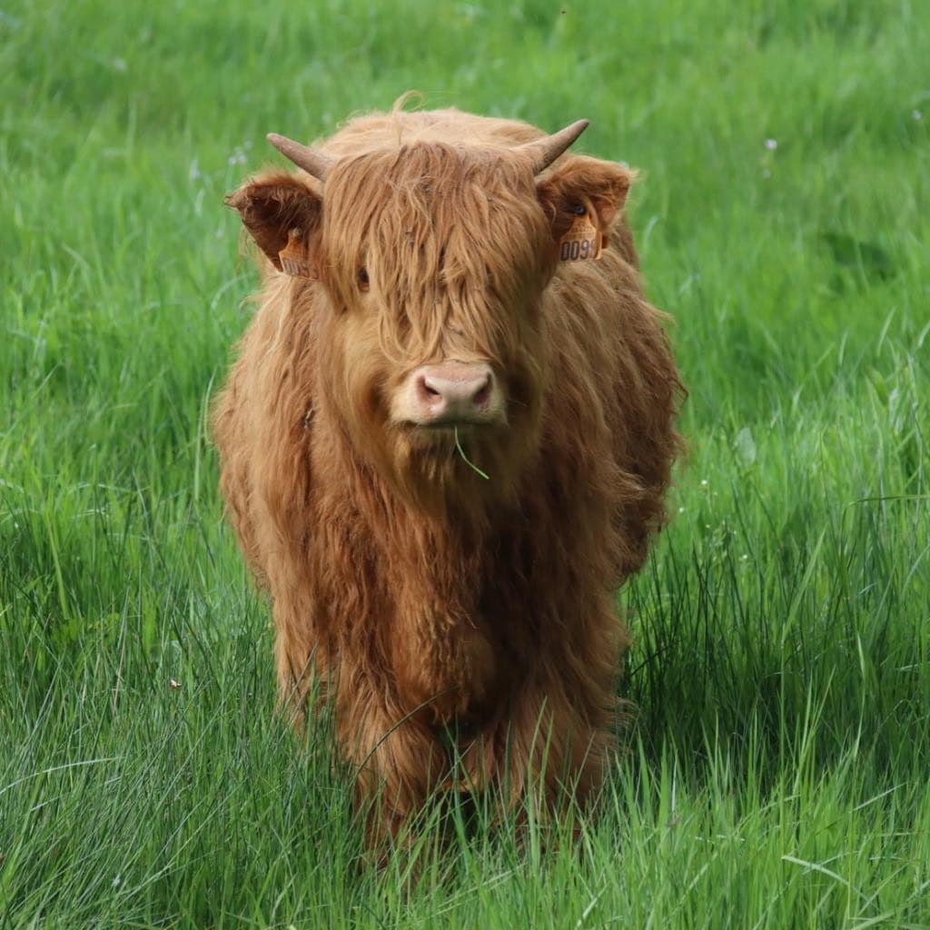 A Highland cow is seen grazing in a lush green field. The cow features fluffy, orange-brown fur and prominent horns. Its gentle expression and calm demeanor contribute to the serene rural setting, surrounded by tall grass.