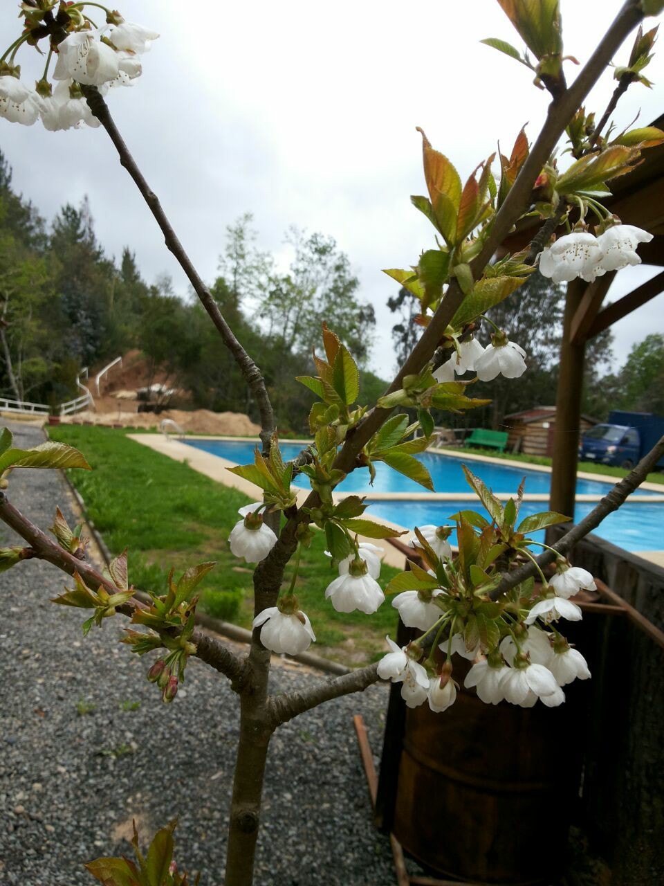A flowering tree with white blossoms stands in the foreground, framed by a lush green lawn. In the background, a swimming pool is visible, surrounded by trees and natural elements, contributing to a serene outdoor setting.