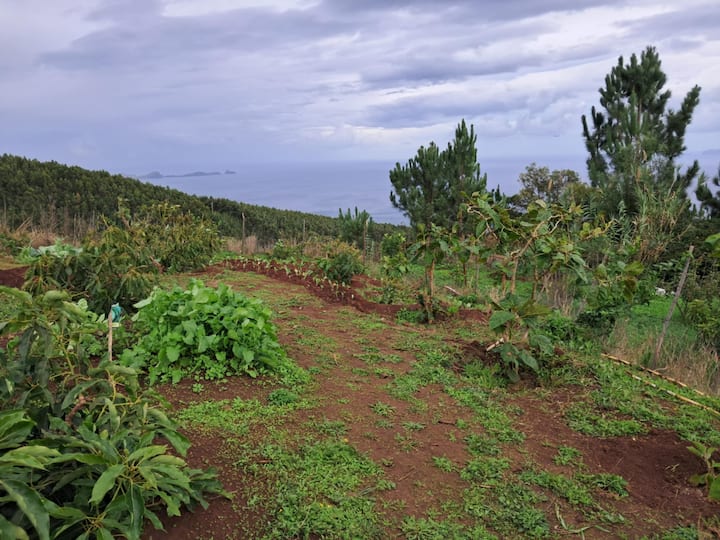Green Island Camping - Tenda Ameixa - Madère