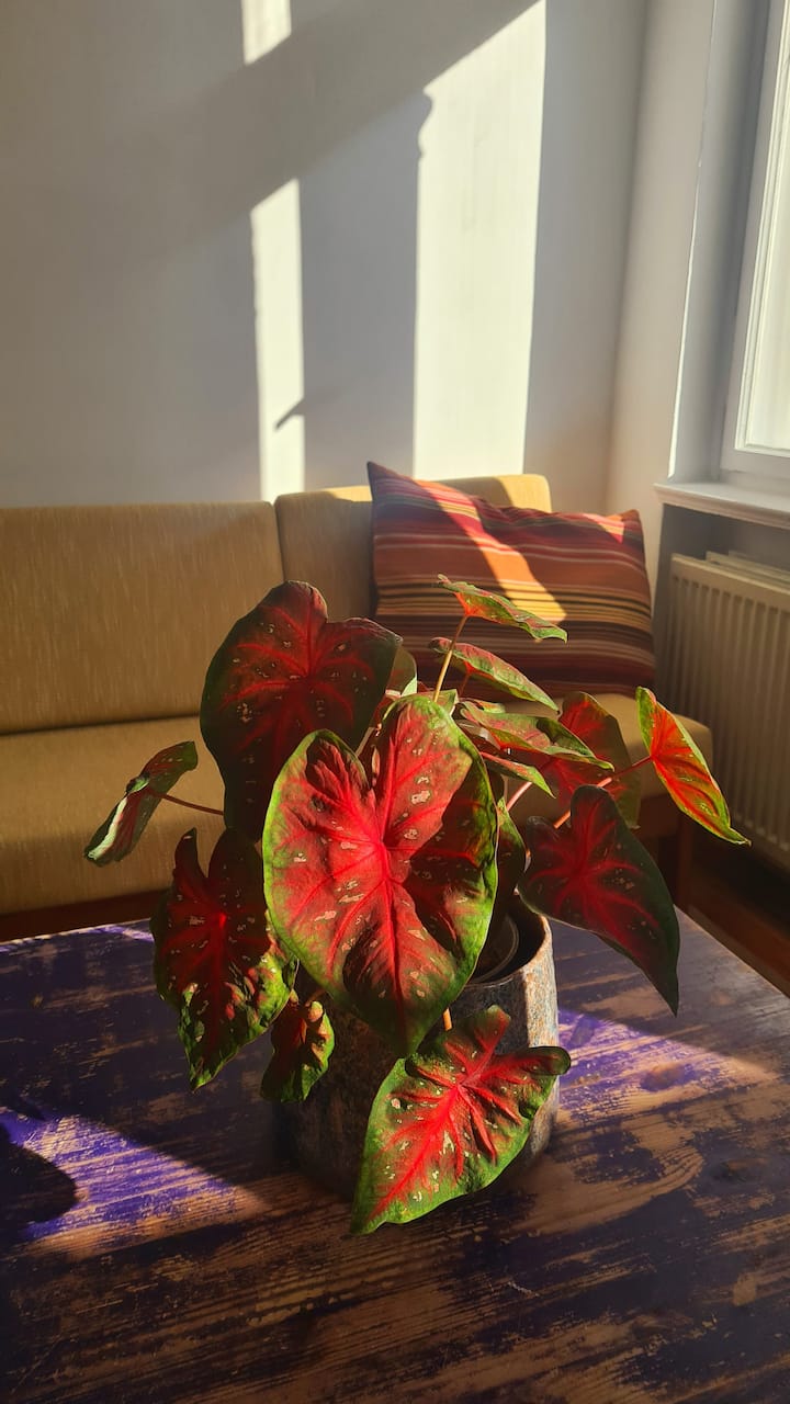 საძინებელი 1