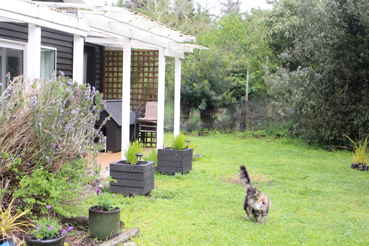 Posh Paws Cottage 4