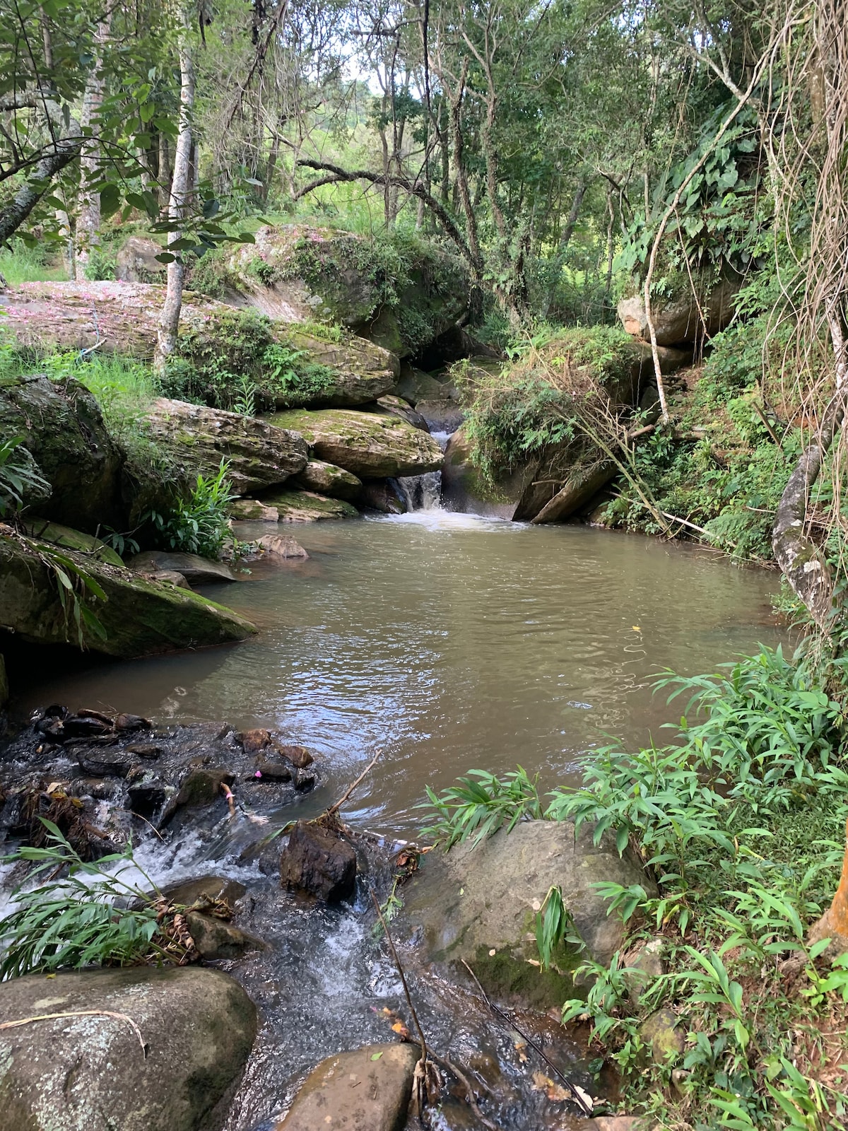 A serene natural scene features a gently flowing stream surrounded by lush greenery and large rocks. The tranquil water reflects the surrounding foliage, creating a peaceful ambiance perfect for relaxation amidst nature.