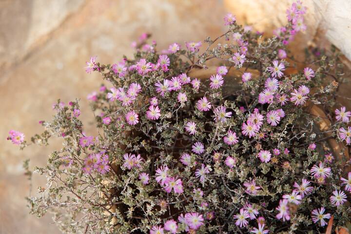 TrulloSanRocco, Trullo sleeps 13 gallery image 4