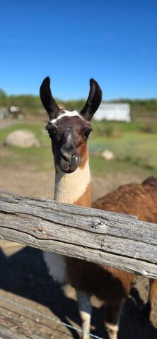 Traditional Farmhouse Experience gallery image 4