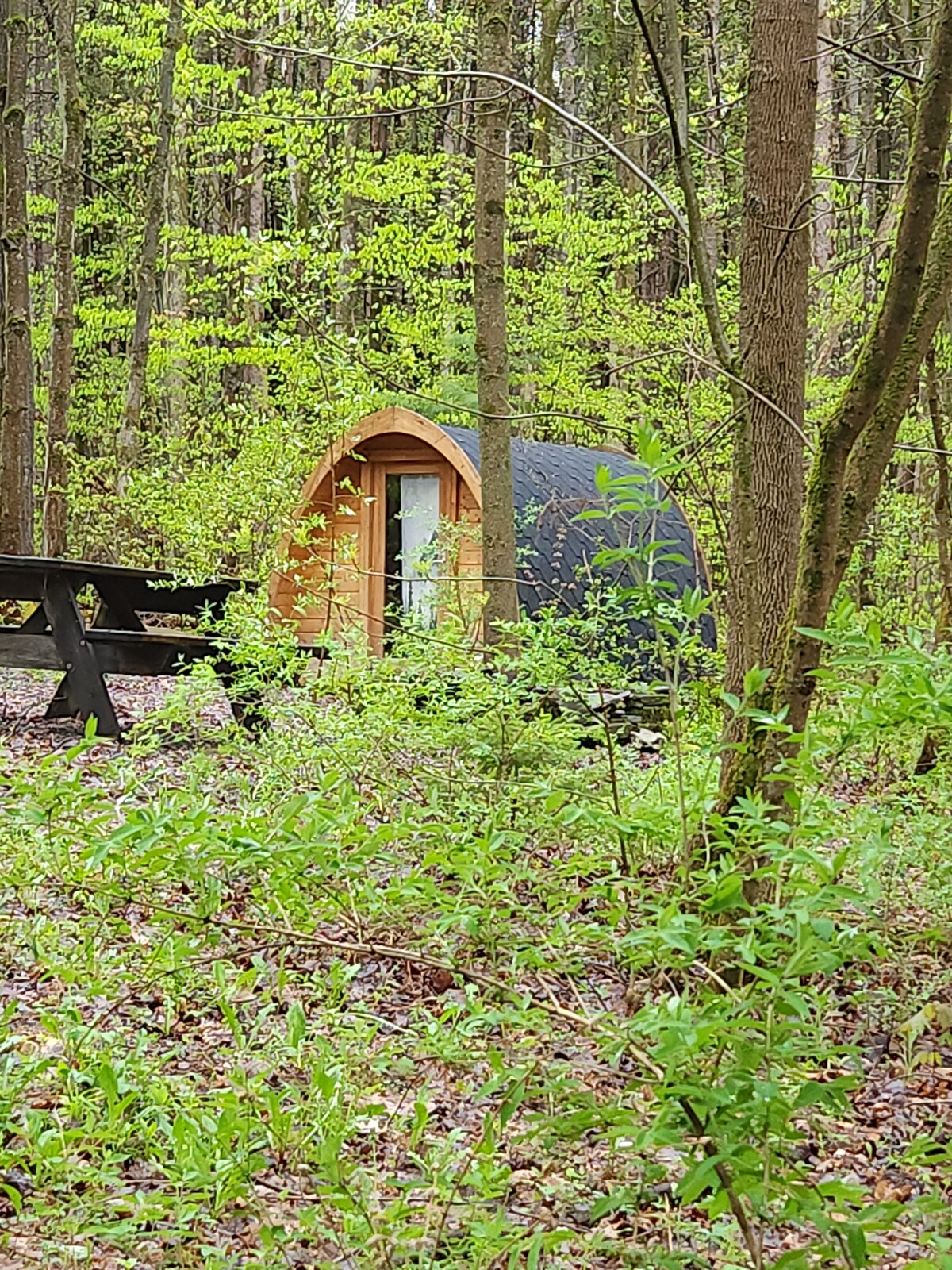 A small wooden pod cabin is nestled among the trees, surrounded by vibrant greenery. The cabin features an arched roof and a large window, providing a cozy and inviting retreat in nature. A black picnic table is positioned nearby, partially obscured by bushes.