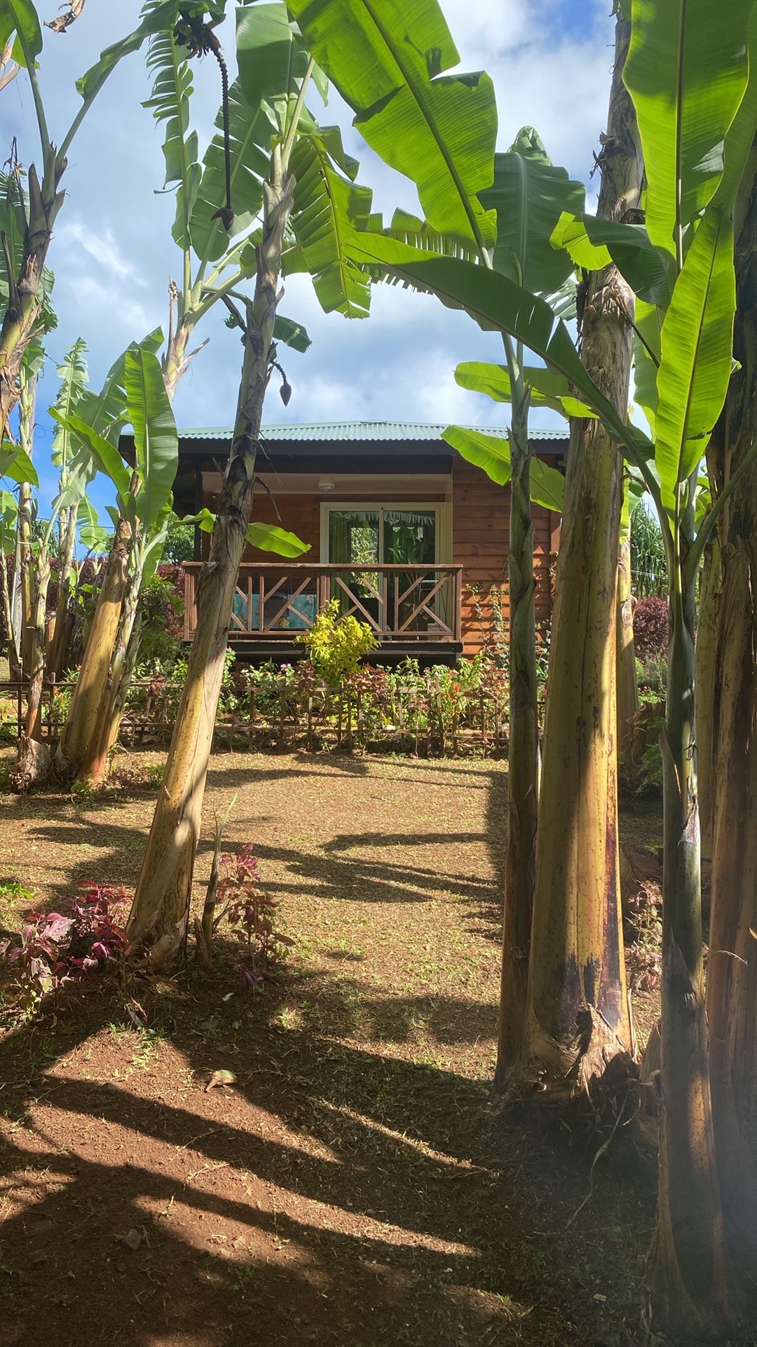 A cabin is set amidst tall banana trees, viewed from a grassy path leading towards it. The wooden structure features large windows with wooden accents and is surrounded by a variety of lush plants and flowers, creating a serene natural setting.