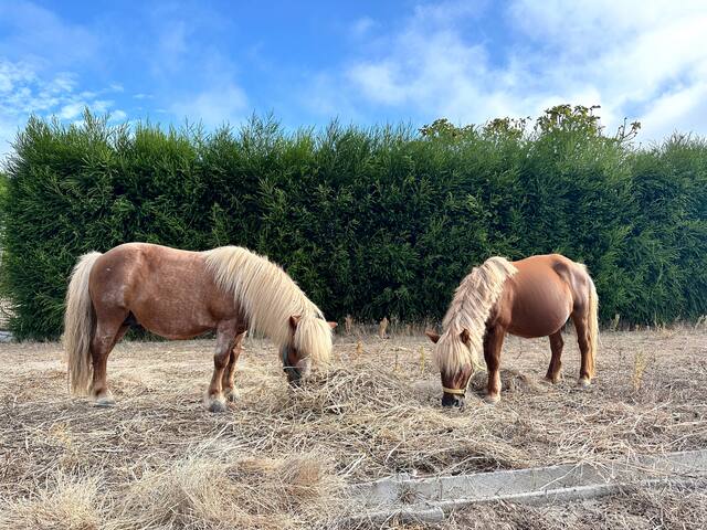 Casa PaloVerde Serene Seaside Ranch w/Pool Ericera gallery image 3