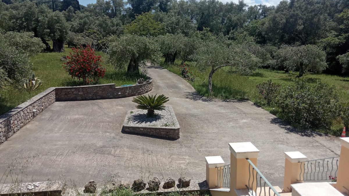 A spacious outdoor area is viewed, featuring a paved pathway lined with green grass and scattered olive trees. A landscaped stone planter with a palm plant is centered along the pathway, surrounded by natural greenery and blooming flowers in the background.