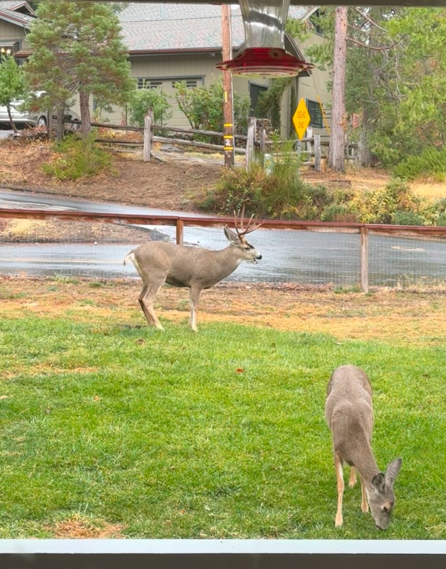 Two deer are seen grazing on lush green grass, surrounded by a serene natural setting. A bird feeder is positioned nearby, and a residential area can be glimpsed in the background, with trees lining the surroundings and a hint of a road visible.