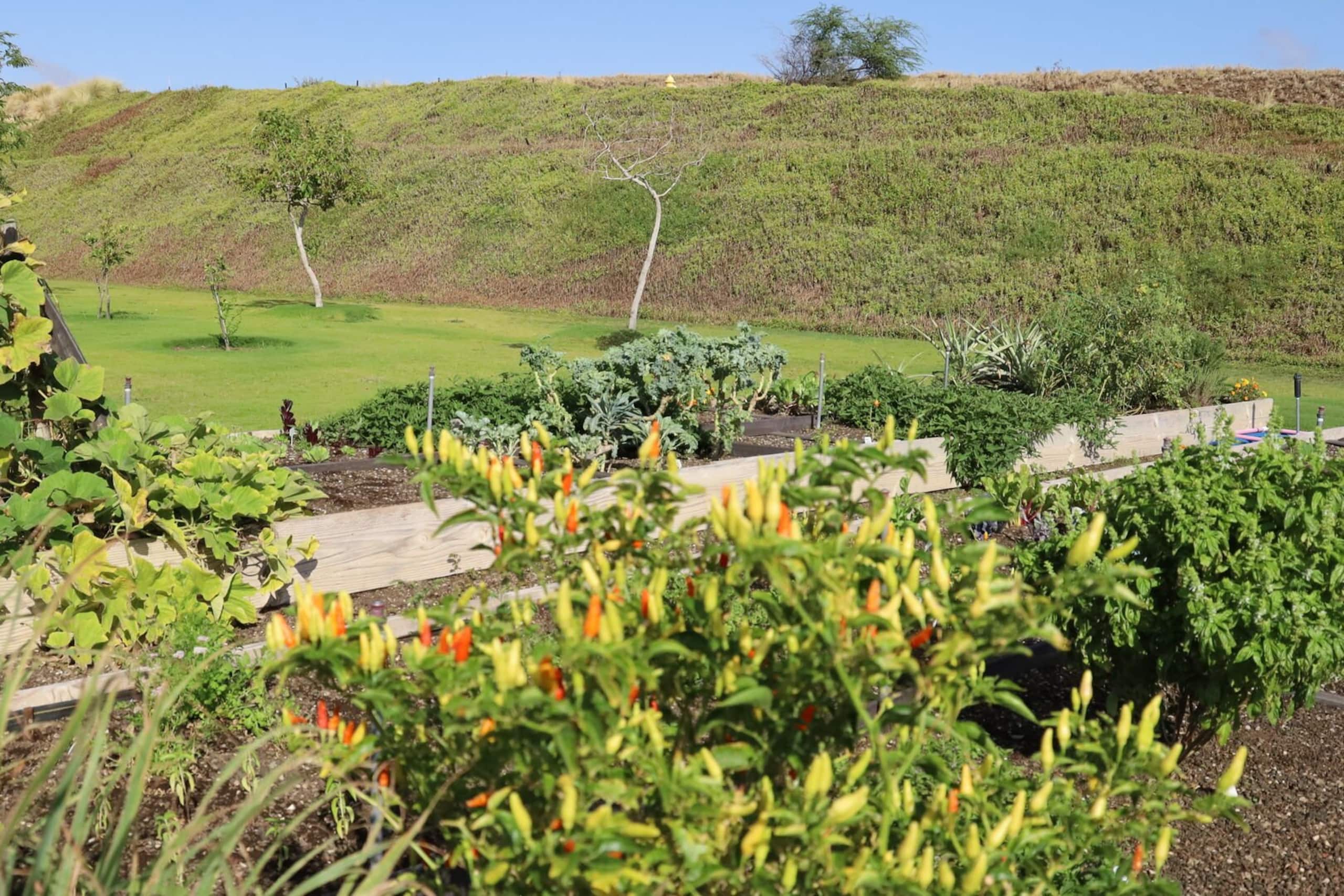 Home in Waimea · ★5.0 · 4 bedrooms · 5 beds · 4.5 baths - Image 101