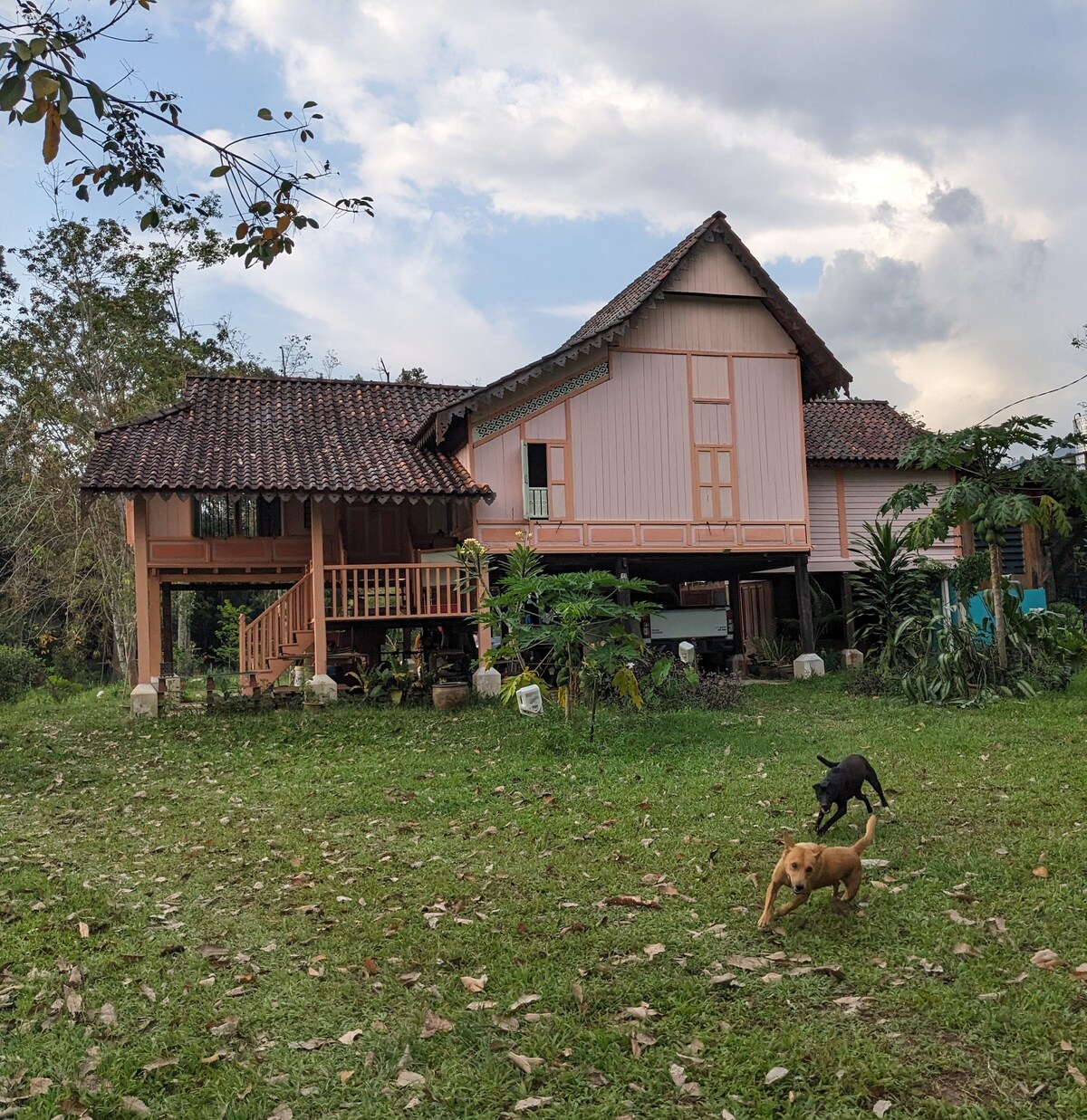 A traditional kampung house, elevated on stilts, is framed by lush greenery and a tranquil grassy landscape. The structure features a distinctive roofline with intricate details and a welcoming porch. Two dogs can be seen playfully running in the foreground.