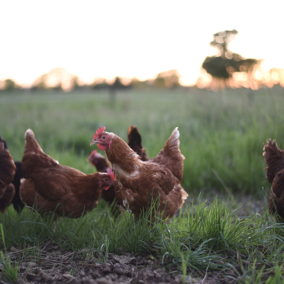 A group of brown hens forages in a green field, surrounded by tall grass under a soft sunset glow. The background reveals trees and an open sky, creating a serene rural atmosphere.