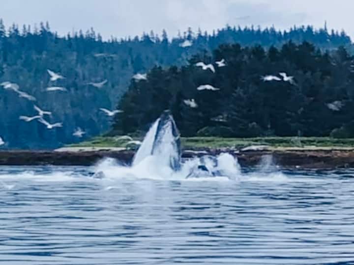 Raven Suite - Sitka, AK