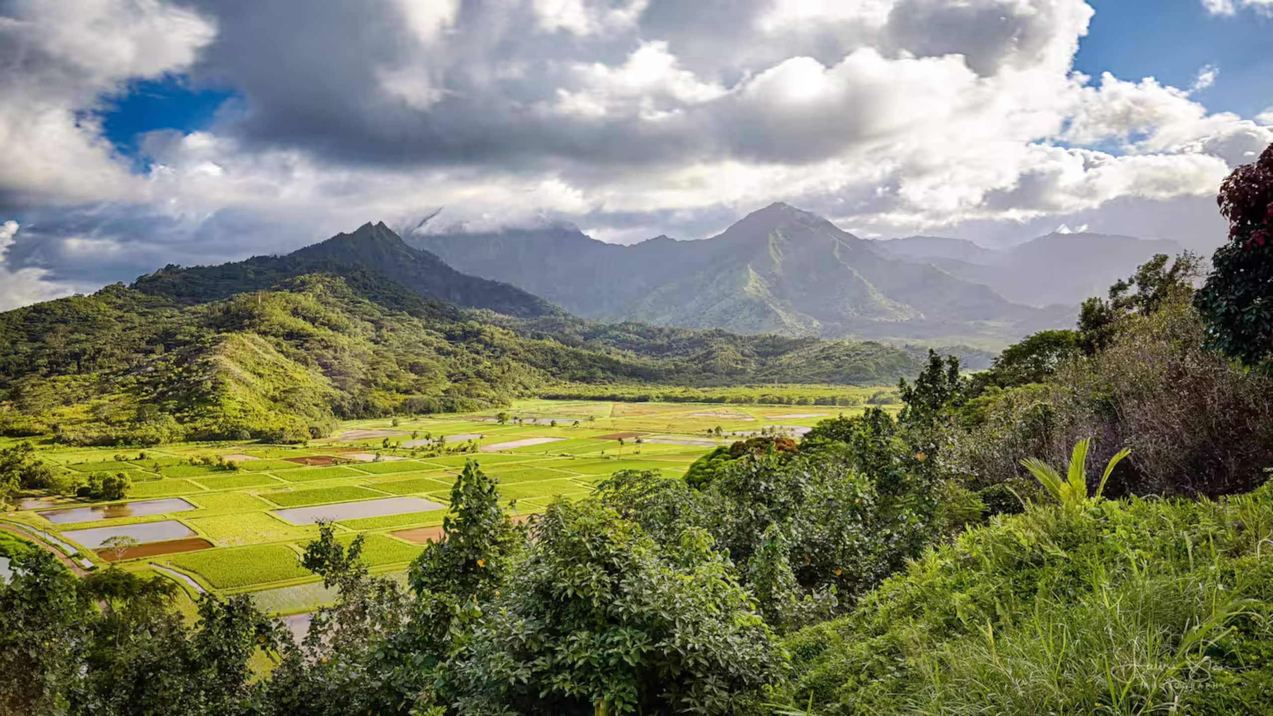 Beautiful Luxury Air Conditioned Apartment, Kauai - Image 31