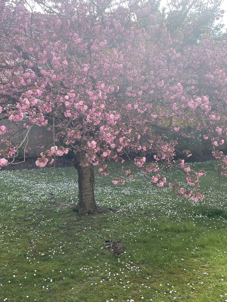 Popular Airbnb listing: 3-room apartment about 25 minutes from Paris in Sartrouville