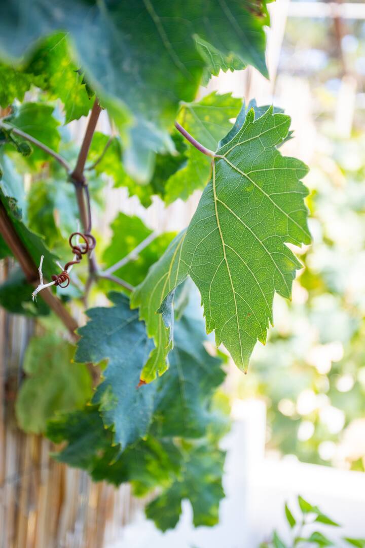 Πίσω αυλή εικόνα 3