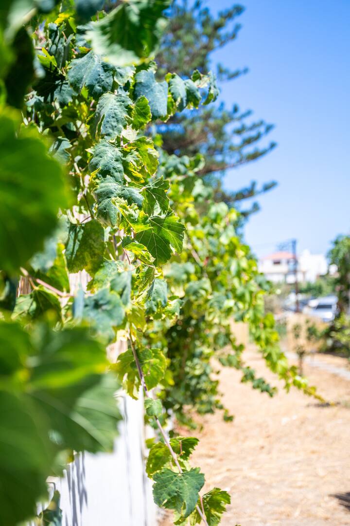 Πίσω αυλή εικόνα 2