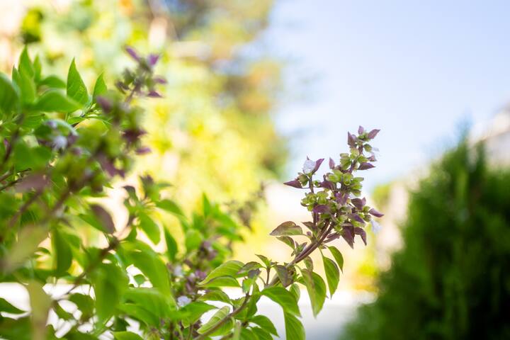 Πίσω αυλή εικόνα 4