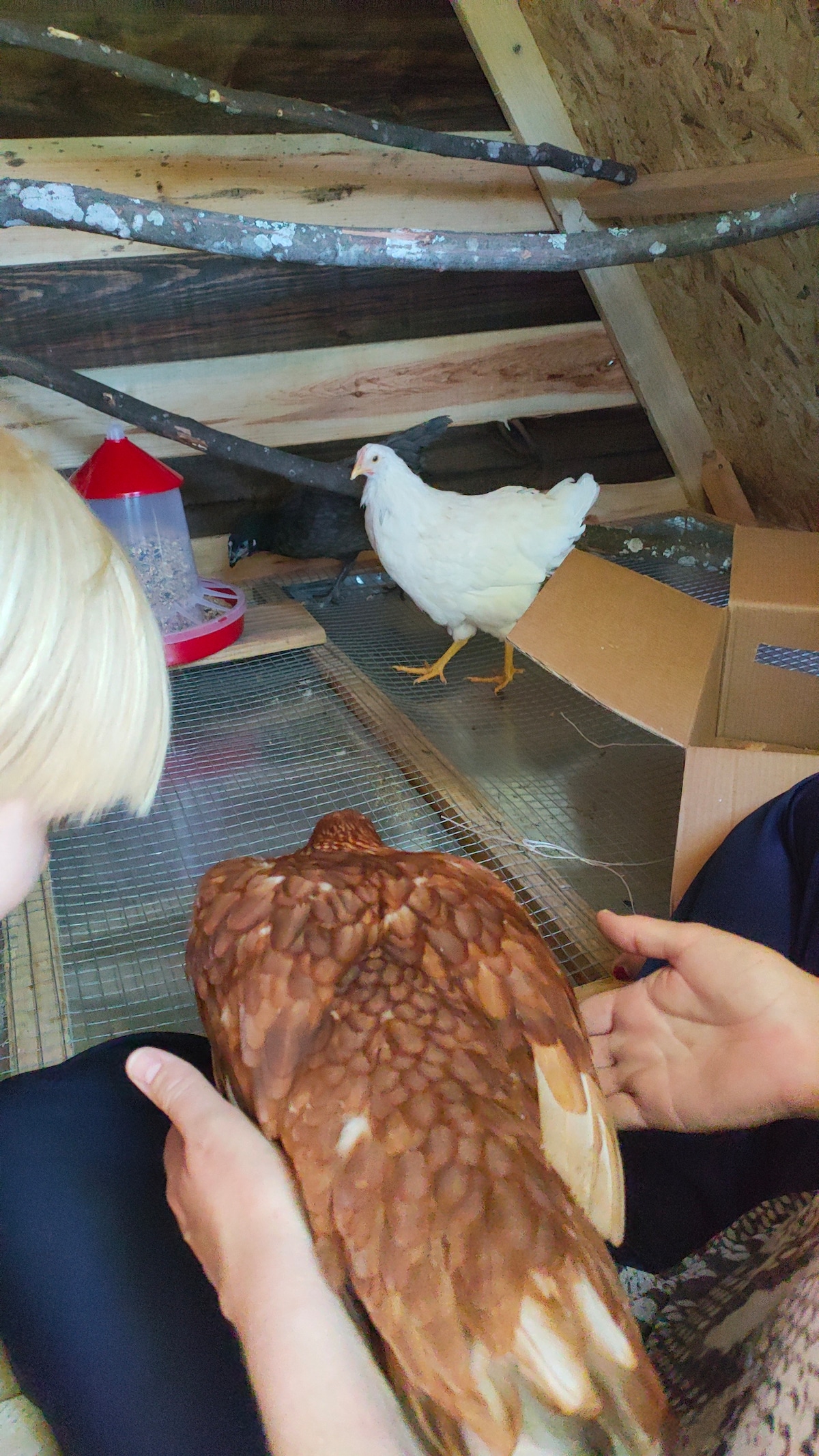 Two chickens are visible in a cozy setting. One chicken is being held, showcasing rich brown feathers, while the other stands nearby, displaying white plumage. The environment is rustic, with wooden elements and a cardboard box present.