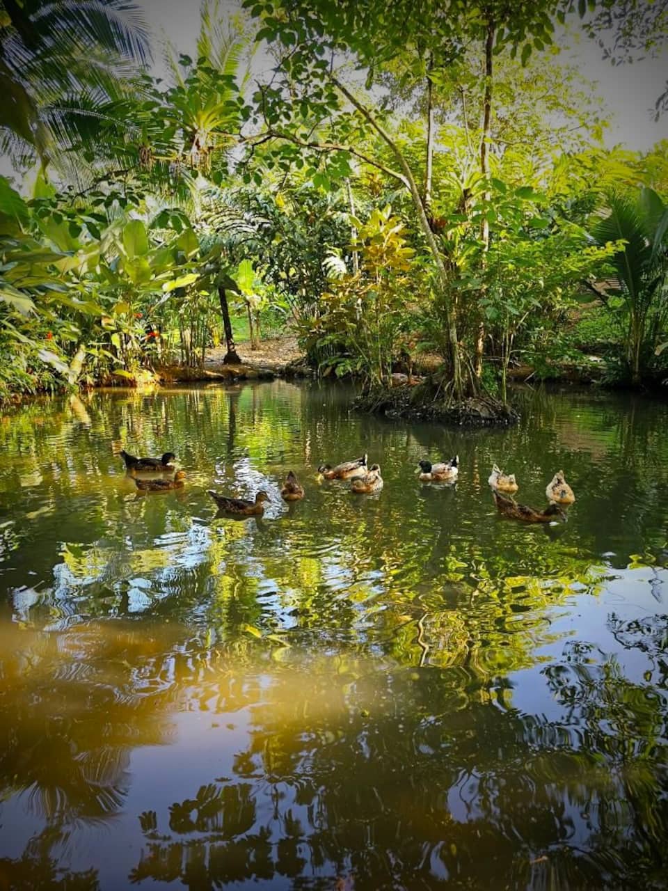 Pond House in the Costa Rican jungle, Parrita, Puntarenas, Costa Rica, photo 2 of 10