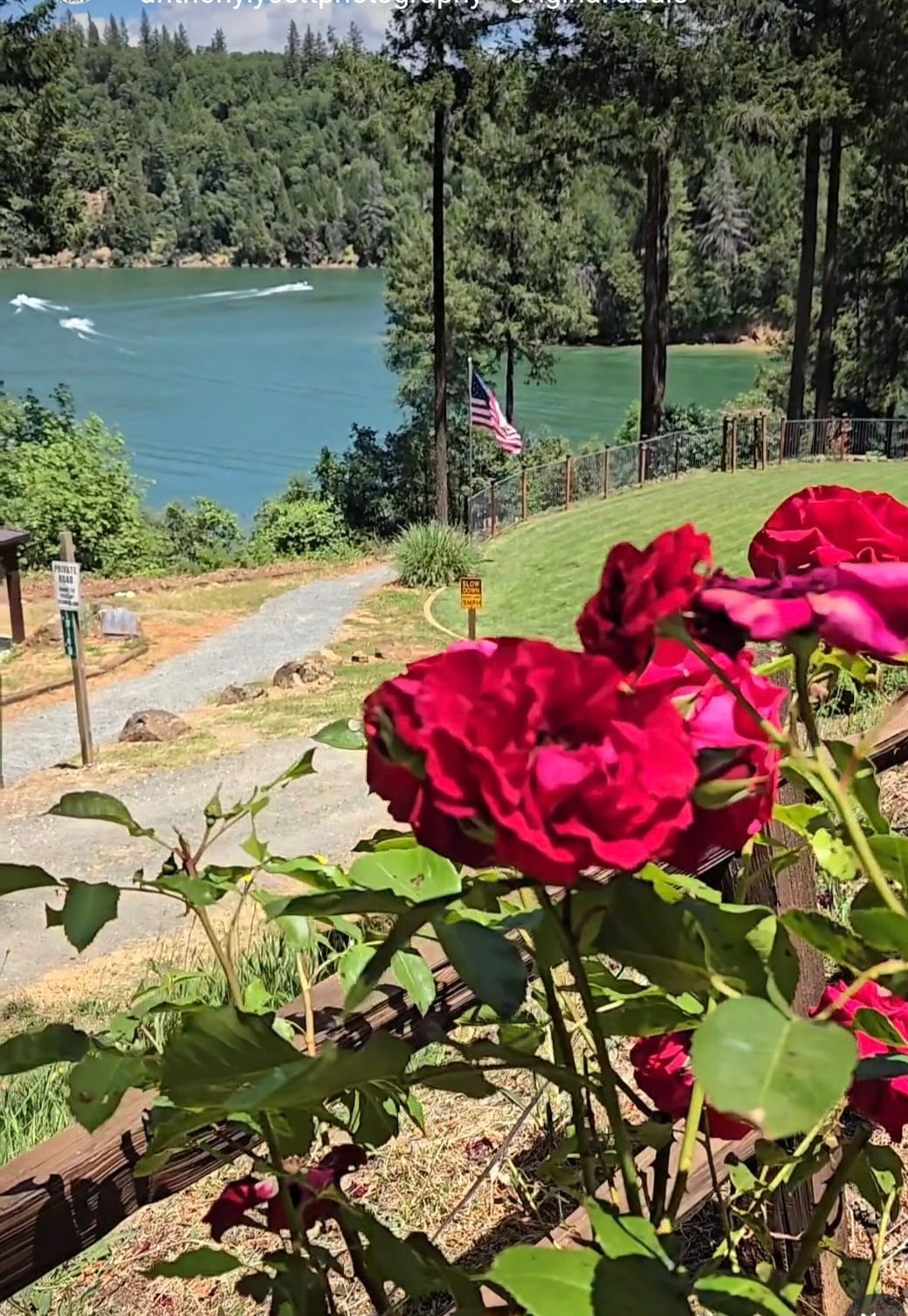 Vibrant red roses bloom in the foreground, contrasting with a serene lake view set against a backdrop of lush green trees. A pathway lined with grass leads to the water's edge, with an American flag visible in the distance.