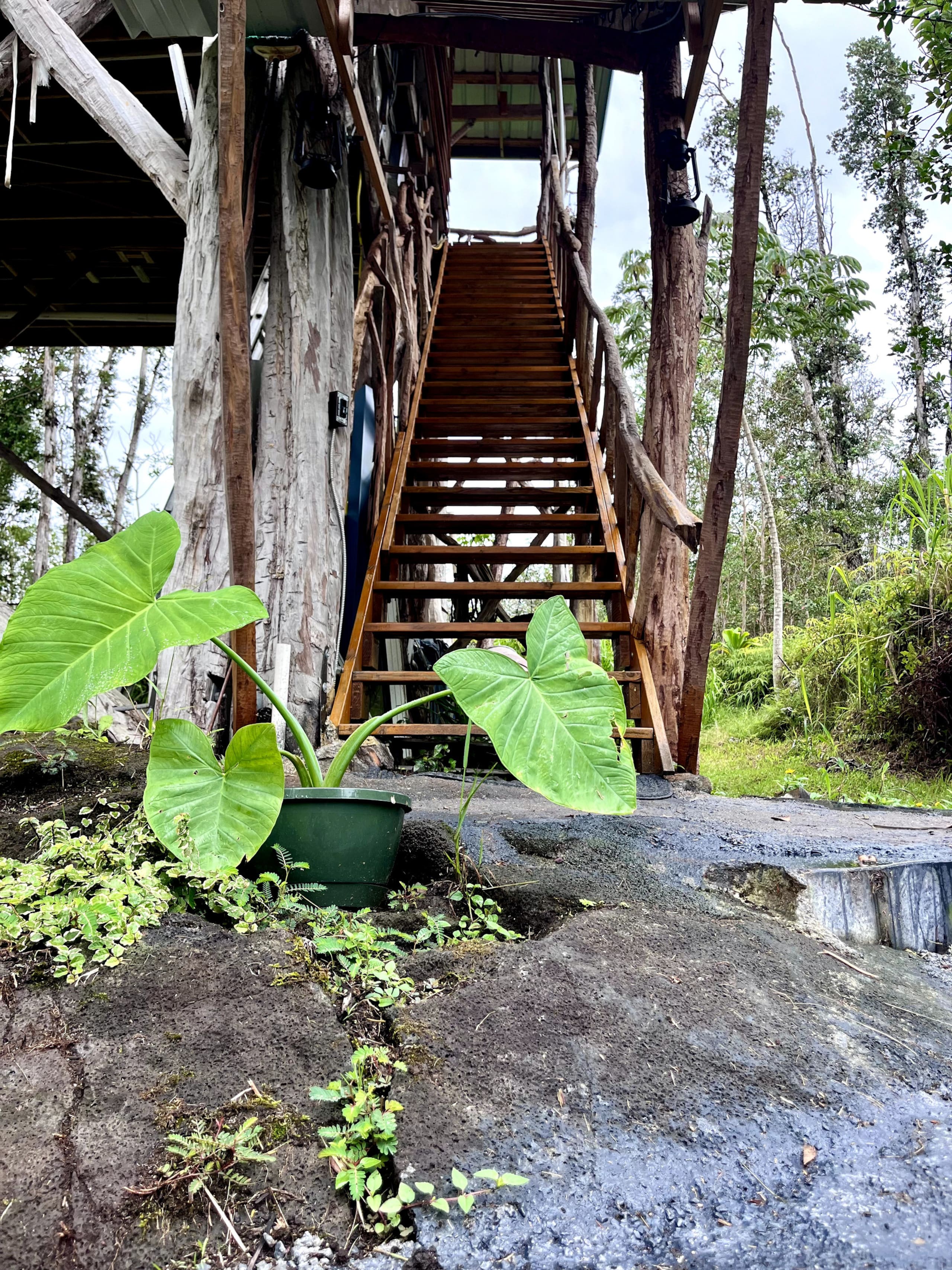 Kilauea. 30min to Volcano and Beaches.Treehouse. - Photo 30