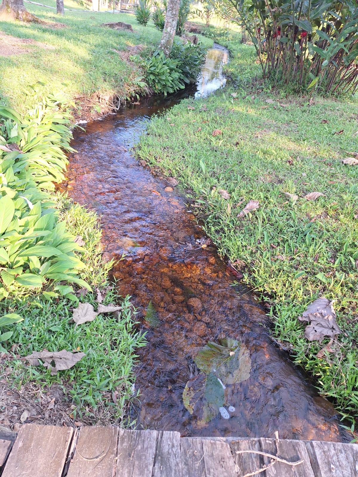 A gentle stream flows through a lush green landscape, bordered by a variety of plants and grass. Sunlight reflects off the clear water, highlighting the natural textures of the surroundings. Wooden planks provide a pathway along the stream, enhancing the serene setting.