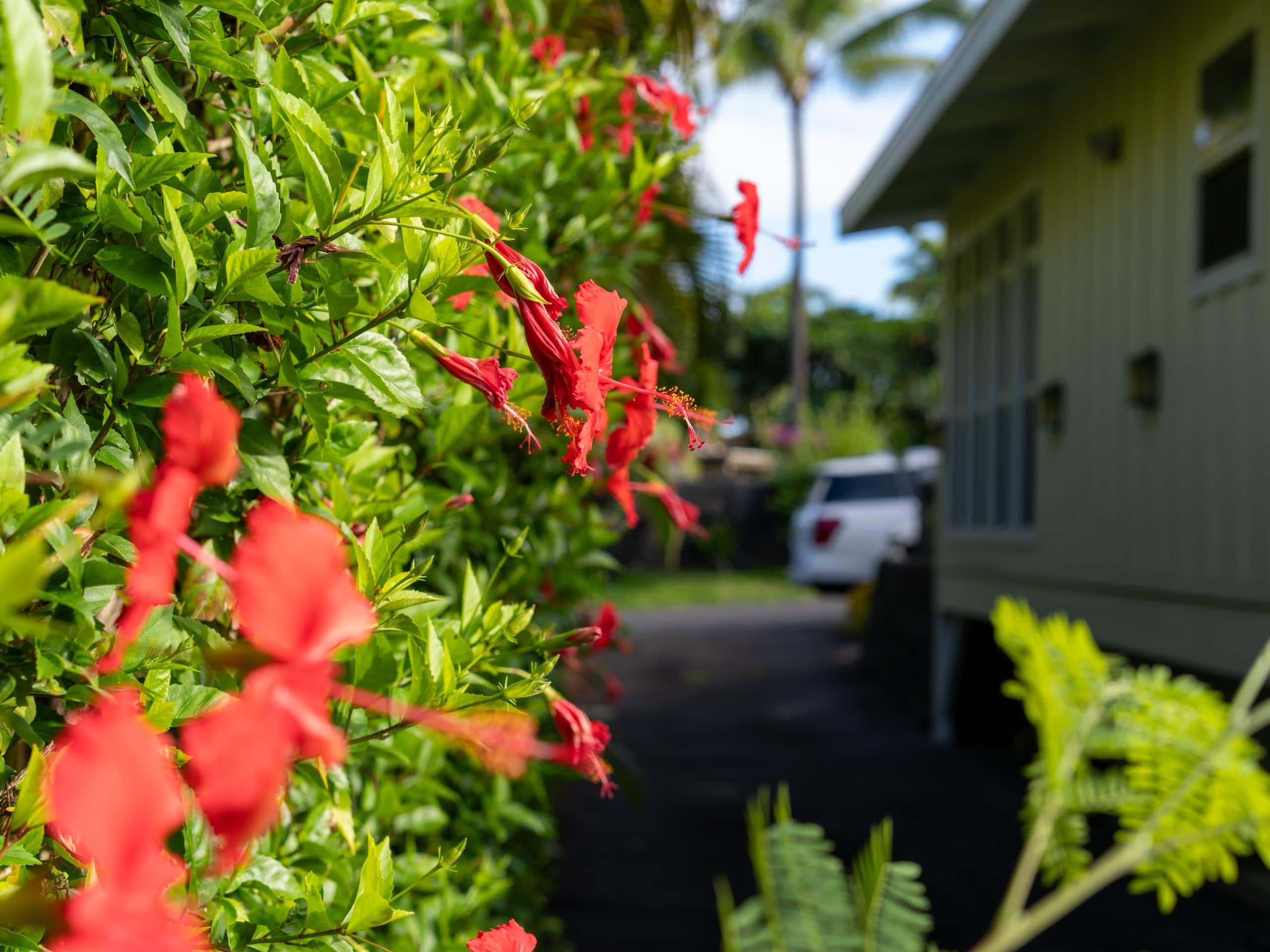 Home in Kailua-Kona · ★4.98 · 3 bedrooms · 3 beds · 3 baths - Image 50