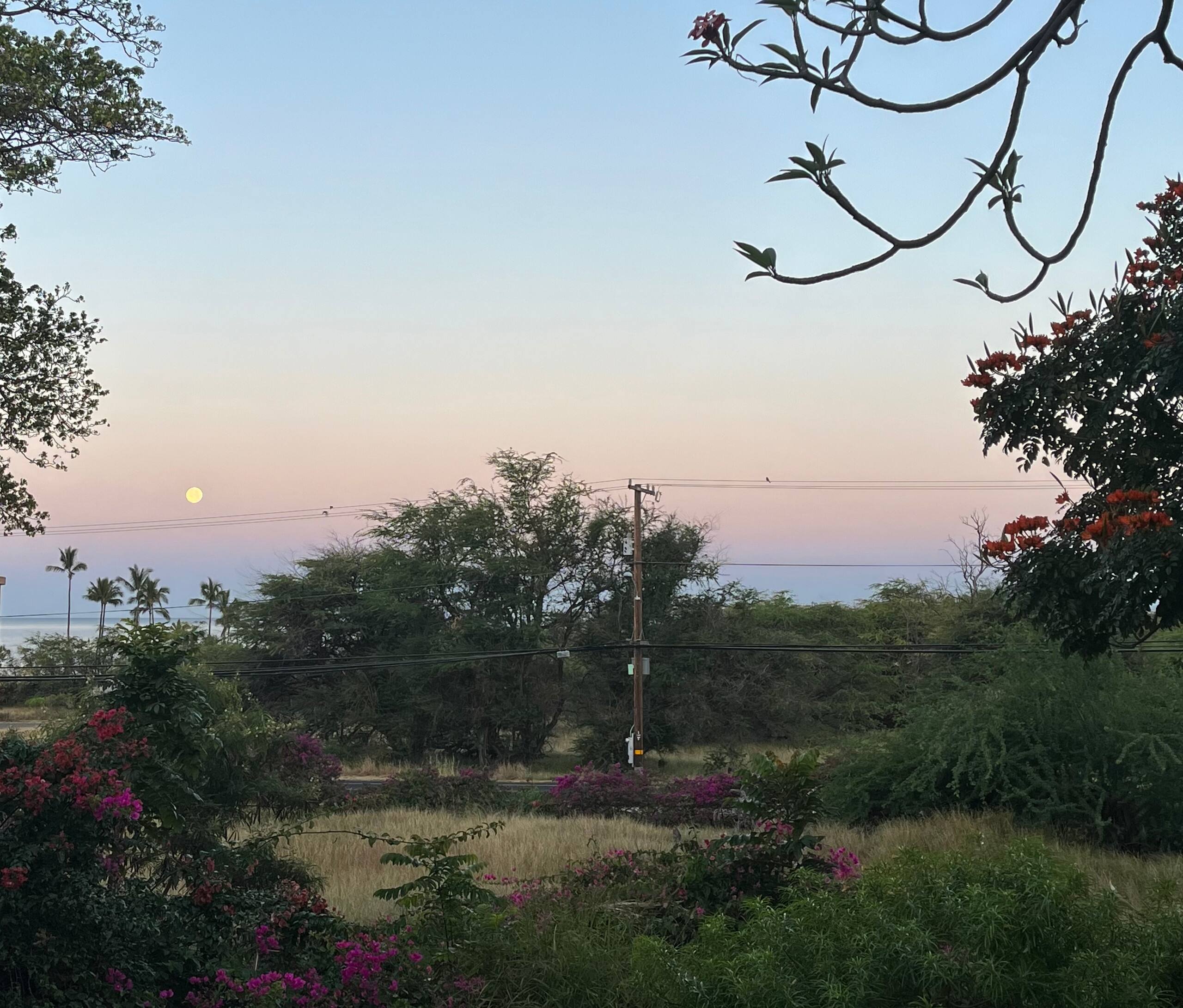 Condo in Kihei · ★4.69 · 1 bedroom · 1 bed · 1 shared bath - Image 23