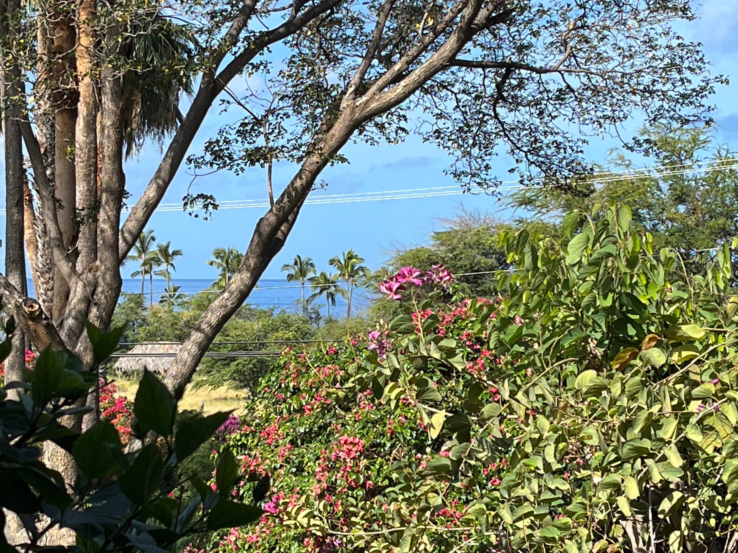 Condo in Kihei · ★4.69 · 1 bedroom · 1 bed · 1 shared bath - Image 22