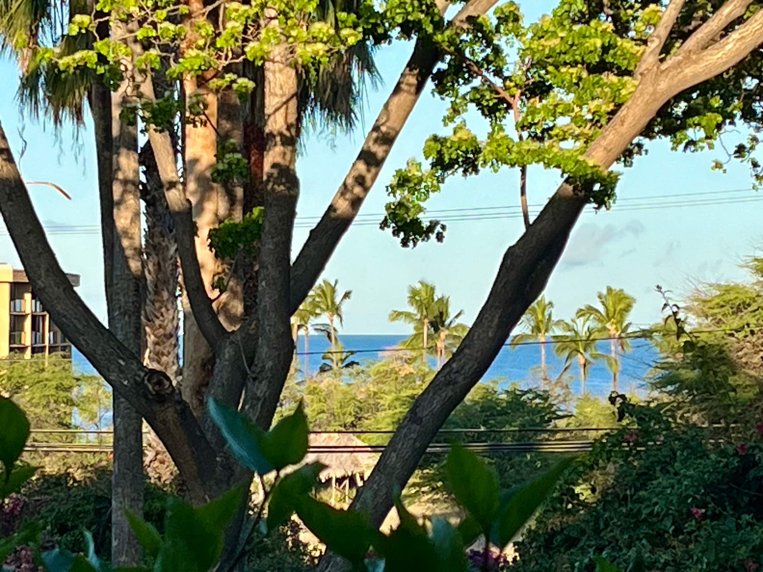 Condo in Kihei · ★4.69 · 1 bedroom · 1 bed · 1 shared bath - Image 24